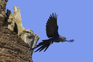 Wall Mural - hyacinth macaw, anodorhynchus hyacinthinus, adult in flight