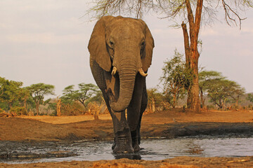 Wall Mural - african elephant, loxodonta africana, adult drinking water at waterhole, near chobe river, botswana