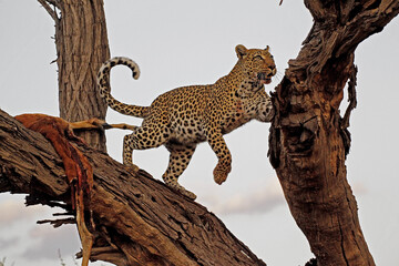 Wall Mural - leopard, panthera pardus, adult standing in tree, with a kill, moremi reserve, okavango delta in bot
