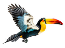 Flying Toucan  Isolated On The Transparent Background PNG. Top View. AI Generative.