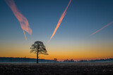 Fototapeta Niebo - Samotne drzewo o wschodzie słońca