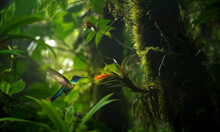 Hummingbird In The Rain Forest Of Costa Rica