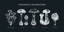 Poisonous Mushrooms Sketches Set. Hand-drawn Deadly Fungus Illustrations Collection On Chalkboard. Poisonous Forest Plants, Vinatge Design Element
