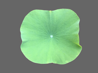 Poster - Waterlily leaf or lotus leaf isolated on dark background with clipping paths.