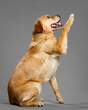 yellow labrador retriever sitting giving a high five portrait in the studio on a grey background