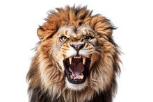 Portrait Of A Roaring Lion With An Aggressive Look, Isolated (Generative AI, Generativ, KI)