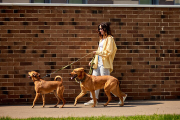 Charming young girl on a walk with two golden-colored dogs on a sunny day against a brick wall. Attachment of pets to the owner. Raising pets taken from a shelter.