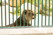 A lioness in a zoo behind bars. Keeping wild animals in captivity