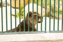 A Lioness In A Zoo Behind Bars. Keeping Wild Animals In Captivity