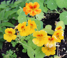 Orange Nasturtiums In The Garden Bed For Salad To Season