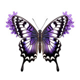 Fototapeta Motyle - Purple spotted swallowtail butterfly -  Graphium weiskei 3. Transparent PNG. Generative AI