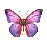 Fototapeta Motyle - Purple hairstreak butterfly -  Neozephyrus quercus 3. Transparent PNG. Generative AI