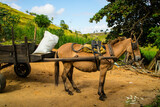Fototapeta Sypialnia - Burro puxando a carro de serviço na fazenda, animal bem tratado.
