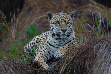Wall Mural - Jaguar (Panthera onca) on the riverbank in a chanel of the Cuiaba River in the Northern Pantanal in Mata Grosso in Brazil