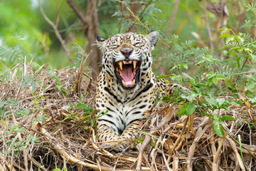 Wall Mural - Jaguar (Panthera onca) on the riverbank in a chanel of the Cuiaba River in the Northern Pantanal in Mata Grosso in Brazil