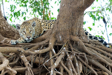 Wall Mural - Jaguar (Panthera onca) on the riverbank in a chanel of the Cuiaba River in the Northern Pantanal in Mata Grosso in Brazil