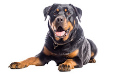 Portrait Of Rottweiler On White Background. Generated With AI