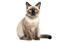 Siamese Cat Posing In Studio. Generated With AI