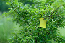 Yellow Air Raid Adhesive On An Apple Tree.
