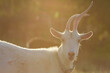 White goat with twisted horns. Sunlight, atmospheric photo.