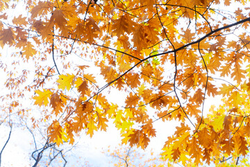 Poster - beautiful fall park with golden leaves