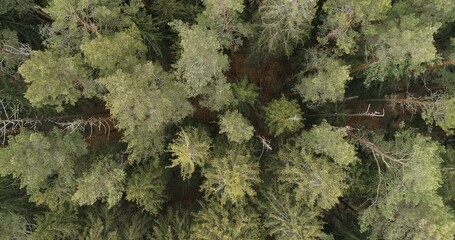 Aufkleber - Aerial view of green summer forest with spruce and pine trees forest view from above, aerial top view with copy space design for web banner