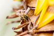 Abfliesender Nektar wird einfach von der kleinen Biene aufgesaugt