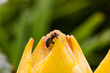 Geschlossene Blüten sind nicht erträglich für Bienen