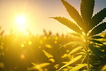 Marijuana Bud On Canopy Cannabis Plants With Flat Vintage Style Sun Set Ai Generative
