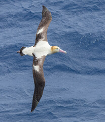 Wall Mural - short-tailed albatross, phoebastria albatrus