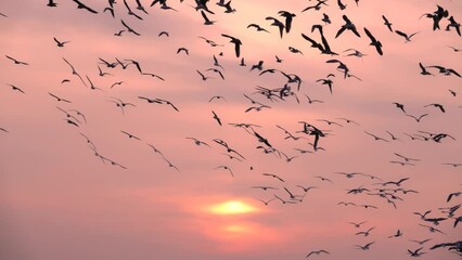 Sticker - soaring seagulls against the backdrop of the setting sun slow motion