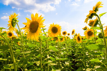 Wall Mural - Field with sunflowers and sky.