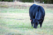 Black Angus cow grazing w negative space