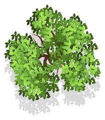 Sticker - Green foliage top view. Tree landscape element