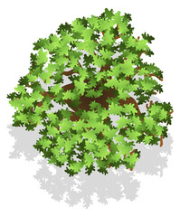 Poster - Landscape design plant element. Tree top view