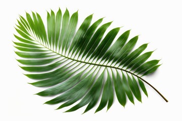 Poster - Clipping route for tropical palm leaf isolated on white background added. Generative AI