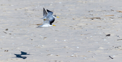 Wall Mural - The beauty of the Yellow-billed tern found in Barra de Tramandaí in Rio Grande do Sul, Brazil.	