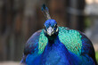 Macro photo of a beautiful blue peacock