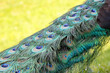Photo of blue peacock feathers