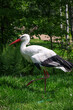 Beautiful white stork in green grass. Poland