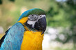 Beautiful large parrot, blue macaw sitting on a wooden post