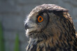 Eagle owl ordinary, portrait of an owl with orange eyes
