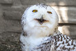 Snow eagle owl, portrait of a beautiful white owl with a funny facial expression