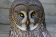 Portrait of a large gray owl with yellow eyes