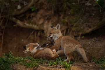Wall Mural - Red foxes are playing near the burrow. Cute small fox in the forest. European nature. Red fox is sitting in the wood. 