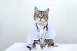 © vefimov - young feline dressed as a doctor with a stethoscope around the neck and glasses. Cute and funny image for veterinary or medical content. Symbol of caring and expertise. Generative AI Technology