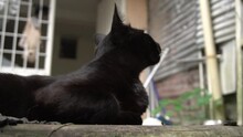 Gato Negro Bostezand Mosquito Zancudo Rondando Alrededor Carnivoro Primal Entorno Natural Urbano Patio Piedras Domestico 