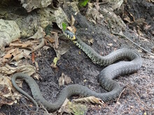 The One Gray Snake Crawls On The Ground In The Forest