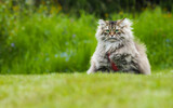 Fototapeta Na sufit - Kot Syberyjski na trawniku