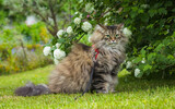 Fototapeta Na sufit - Kot Syberyjski na spacerze w ogrodzie
